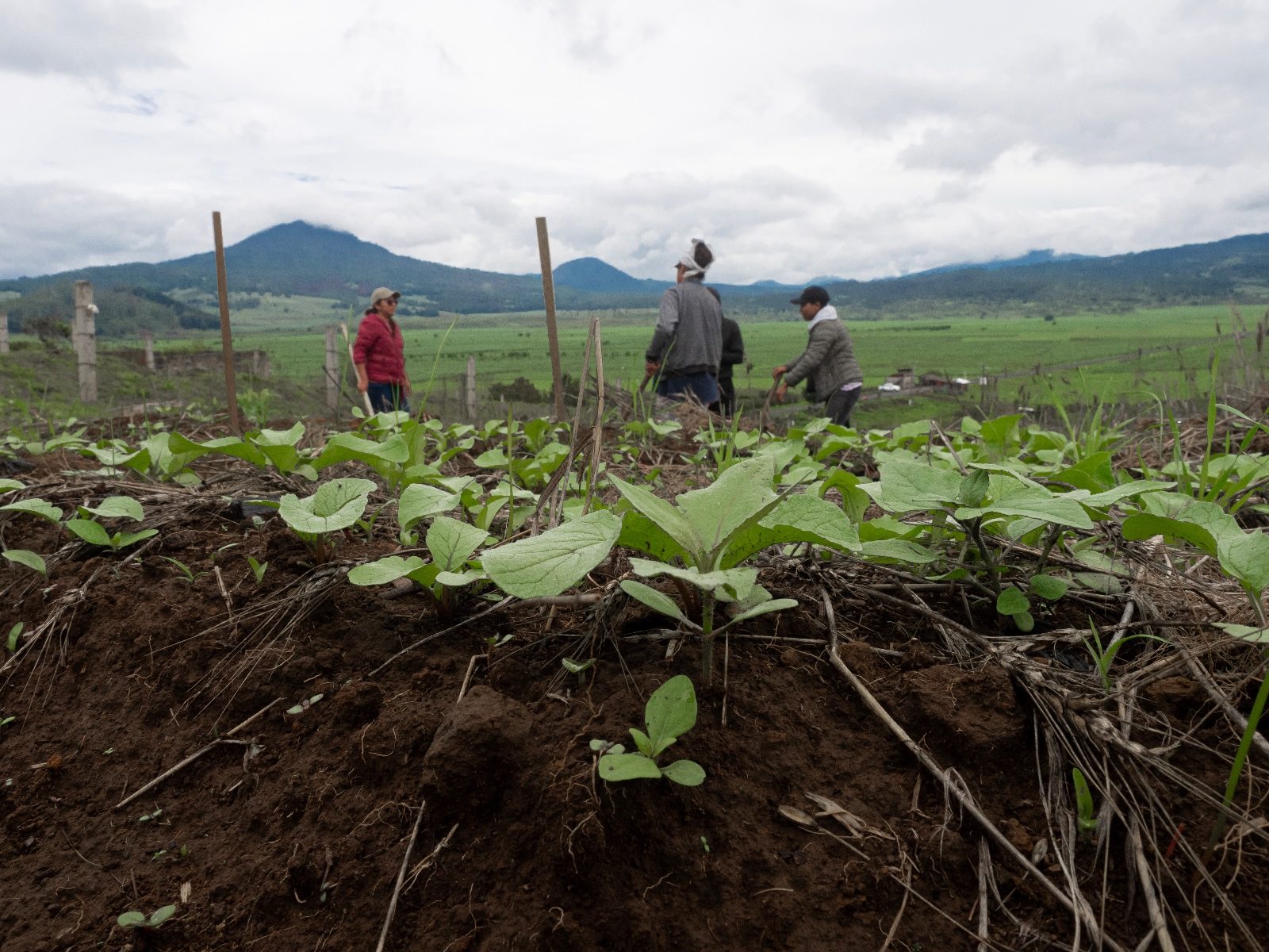 Women from the Nana Echeri Collective work a planted field against green hills in Michoacán, Mexico