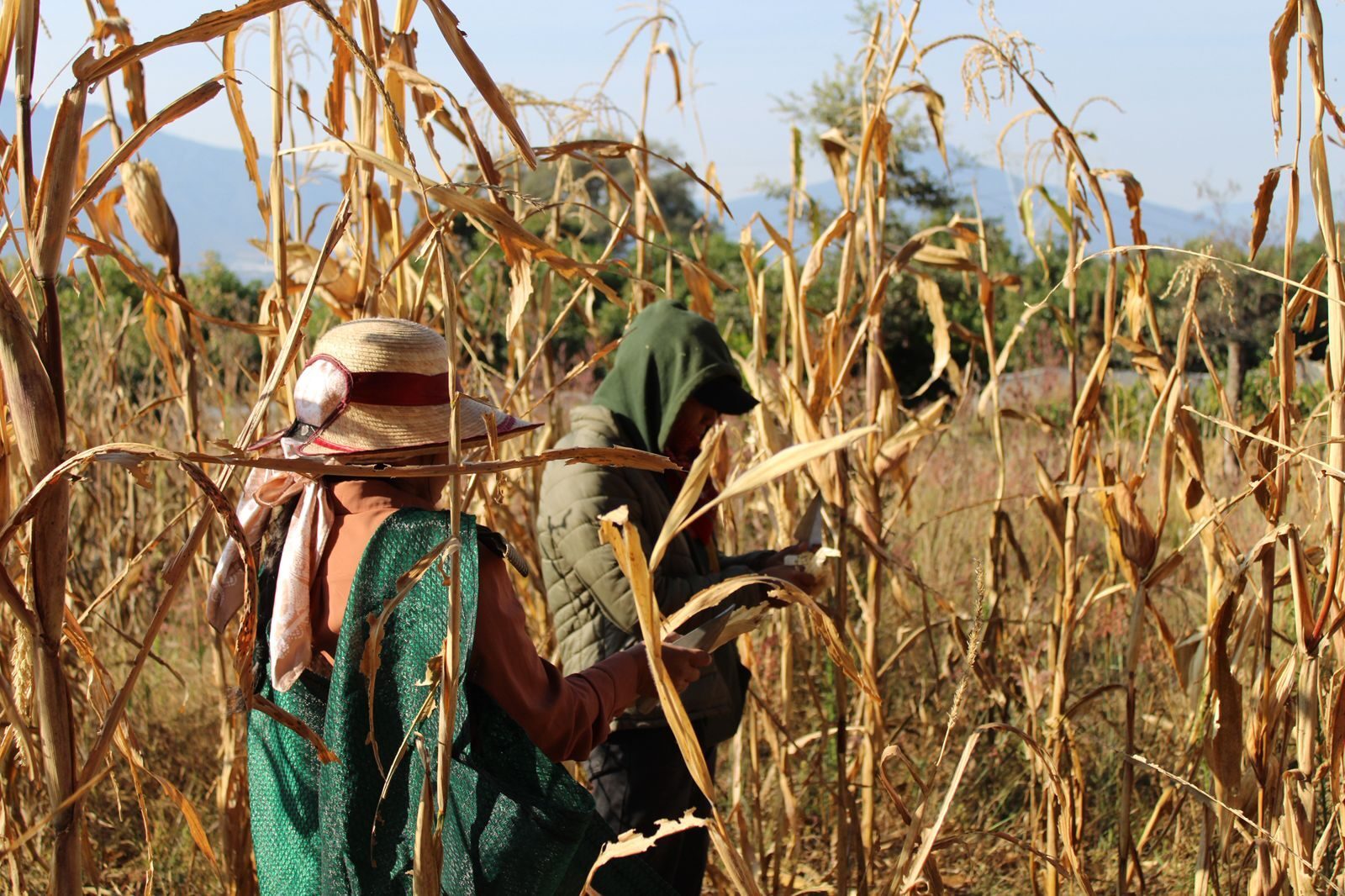 Women harvest a maize field together in rural Michoacán